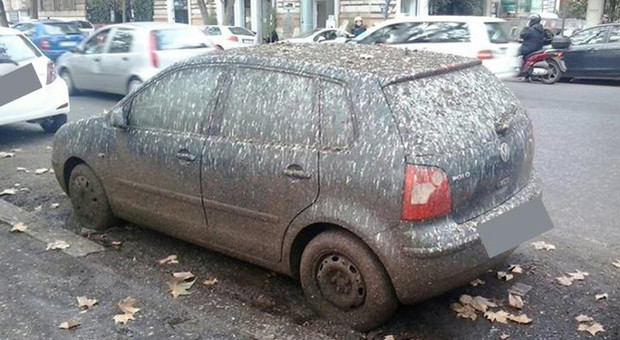 Roma Emergenza Guano Sul Lungotevere