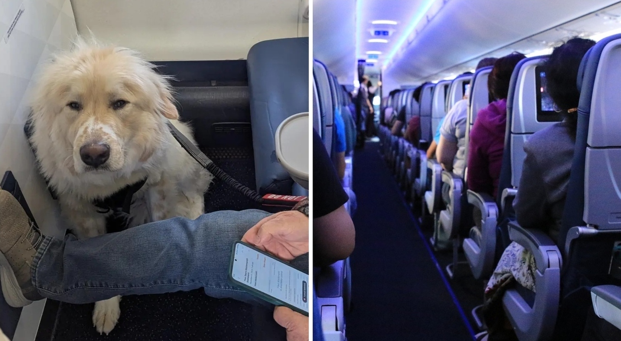 Cacciato Dalla Prima Classe Per Colpa Di Un Cane Che Ha Rubato Il Mio