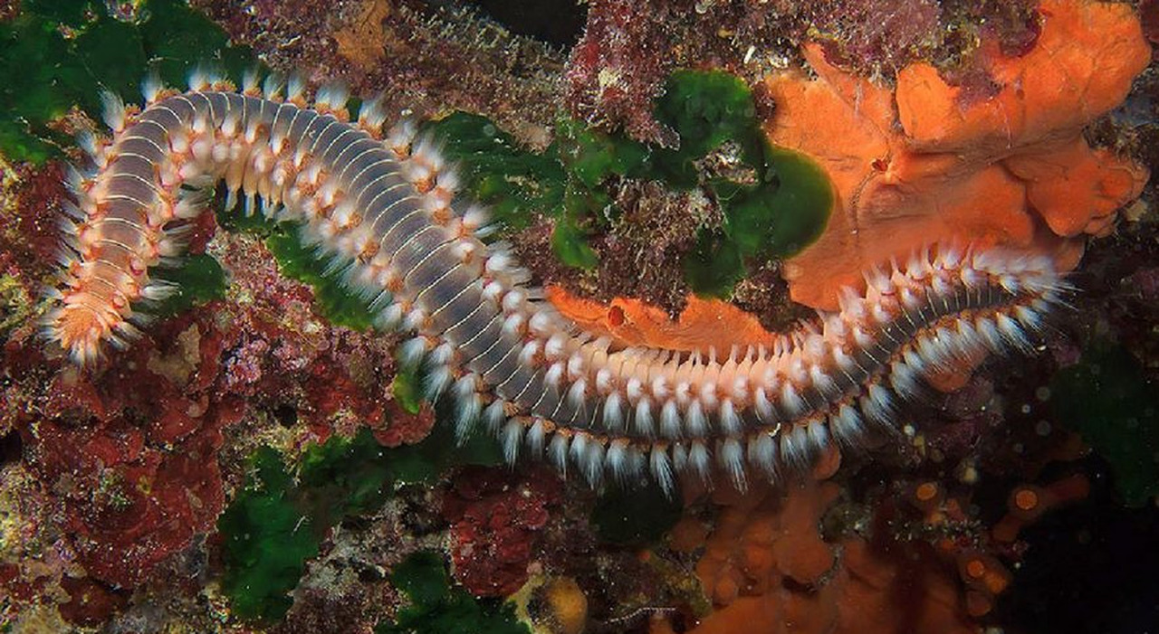 Vermocane è invasione nei mari del Sud Italia cos è e cosa fa il