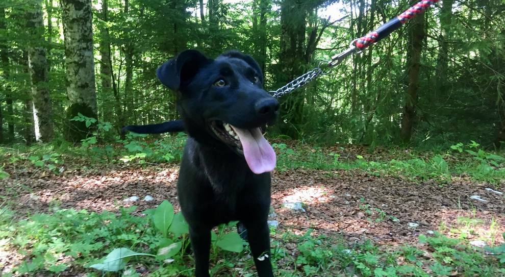 Udine Va A Passeggio Con Il Cane Nel Bosco E Trova Il Cadavere Di Un