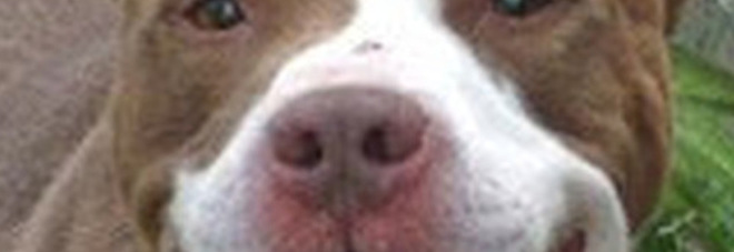 Aggredito dal pitbull di famiglia: Ferito bimbo di 4 anni Il cane è sotto sequestro Aggredito dal pitbull di famiglia: Ferito bimbo di 4 anni Il cane è sotto sequestro
