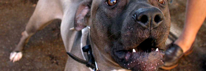 Un pitbull Un pitbull