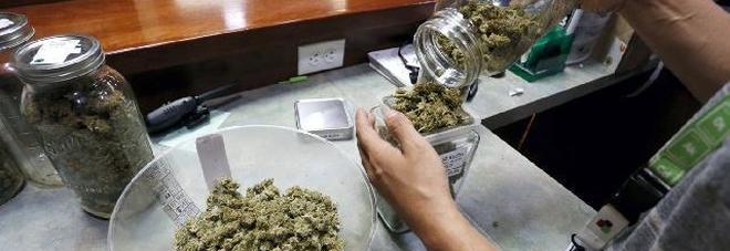 Cannabis curativa in quindici farmacie, iniziate le prime vendite Cannabis curativa in quindici farmacie, iniziate le prime vendite