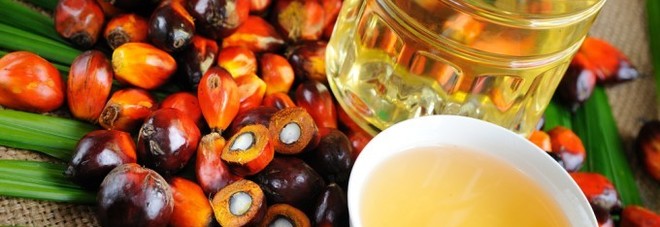 «L'olio di palma fa bene»
Arriva il dietrofront
della scienza sul prodotto