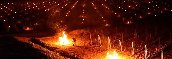I fuochi accesi nella notte a Dolegna del Collio per riscaldare le vigne della tenuta Venica&Venica