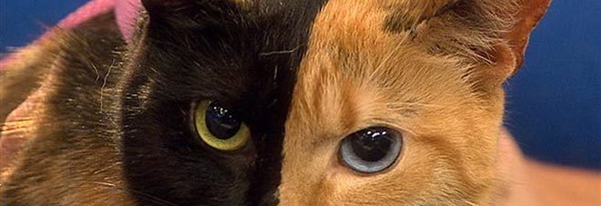 La gatta Venus è reale, gli esperti: «è una chimera» La gatta Venus è reale, gli esperti: «è una chimera»
