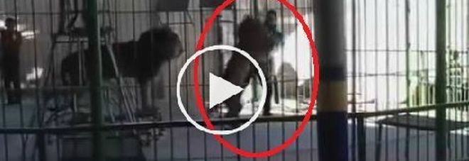 Il leone sbrana il suo domatore, le immagini
choc sotto gli occhi dei bambini - Guarda