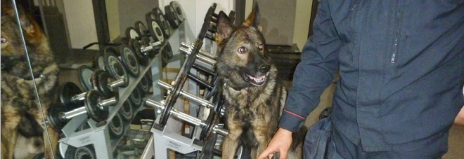 Etto di marijuana nascosto in cucina non sfugge al cane Cir: un arresto Etto di marijuana nascosto in cucina non sfugge al cane Cir: un arresto