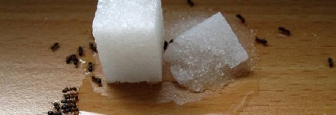 hai le formiche in casa? ecco come sbarazzarsene in modo naturale - Come Debellare Le Formiche In Cucina hai le formiche in casa? ecco come sbarazzarsene in modo naturale - Come Debellare Le Formiche In Cucina