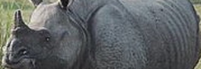 Ammazzati due bracconieri, volevano uccidere i rinoceronti con un solo corno Ammazzati due bracconieri, volevano uccidere i rinoceronti con un solo corno