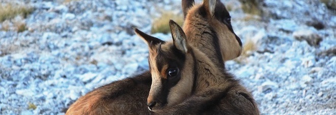Sibillini, ecco i segnali
di rinascita: sono nati
i primi camosci dell'anno
