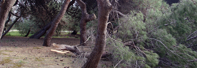 Vento e gelo, pineta a rischio
Ora si riaccende la paura
per il patrimonio verde