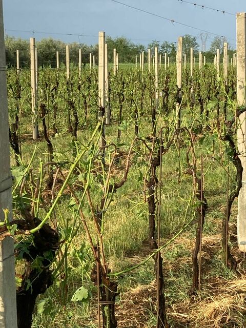 Asolo grandine come sassi e vigneti devastati dal maltempo