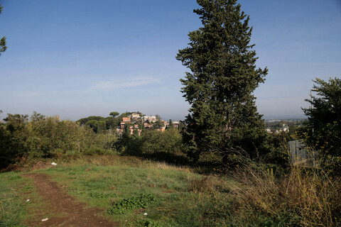 Roma, l'etologo allontana con una bottiglia vuota il cinghiale che