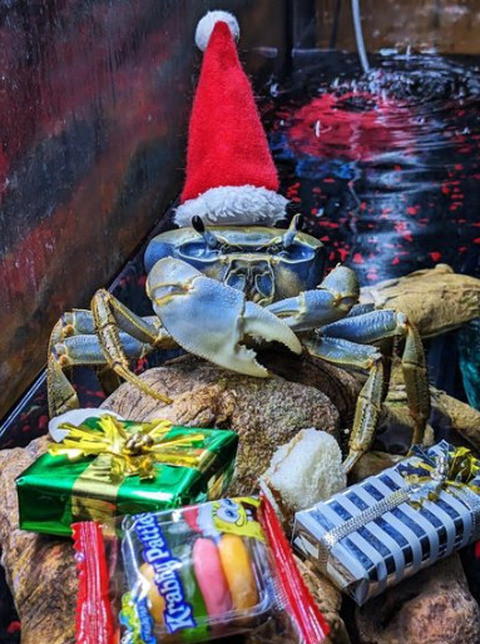 fermi tutti: a treviso non si possono più tenere i pesci rossi in bocce di  vetro. il consiglio - Cronache