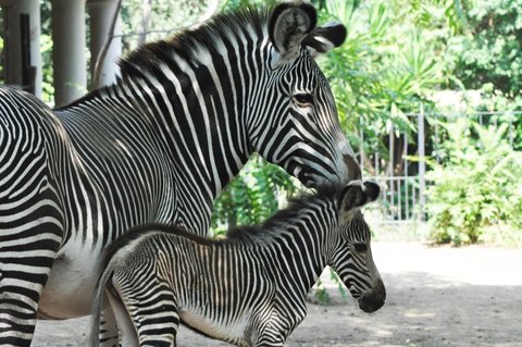 Roma, fuochi d'artificio vicino al Bioparco e al centro recupero fauna  selvatica. Gli animalisti: Il Comune intervenga - La Stampa