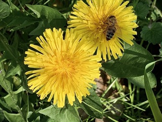 Nel mio giardino 