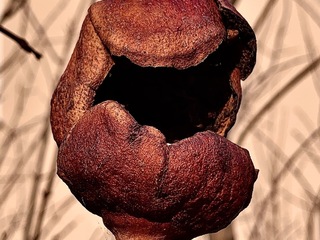 Vecchio melograno 