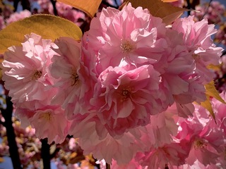 Pink explosion 