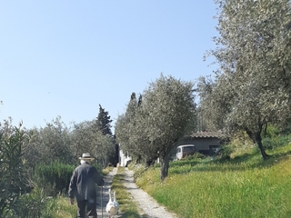 liberi