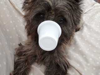 Tito con yogurt anticorona