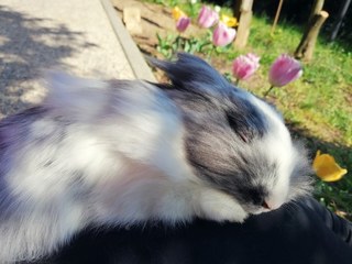 Aria fa il pisolino in giardino nelcaldo pomeriggio di Pasquetta