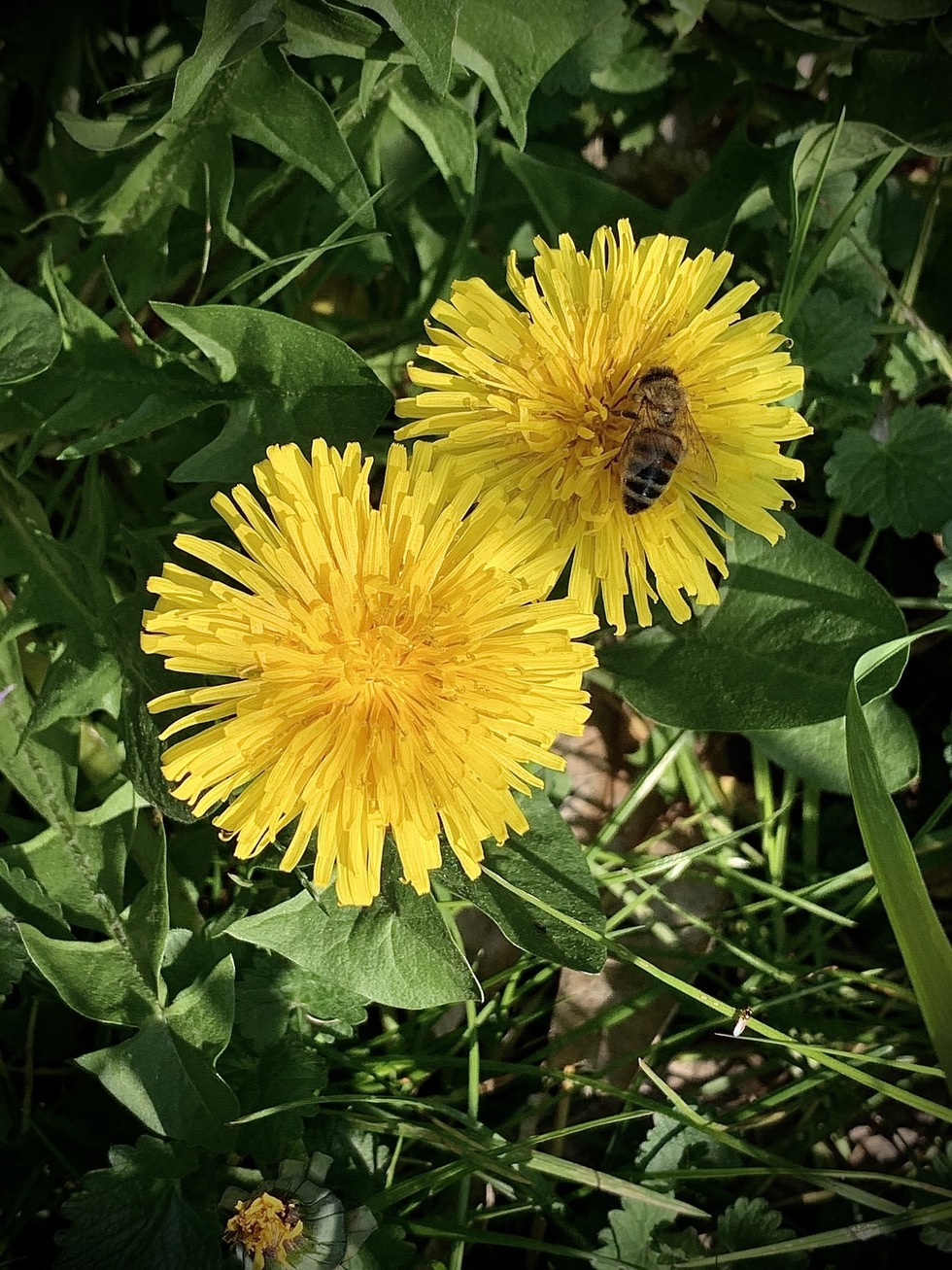 Nel mio giardino 