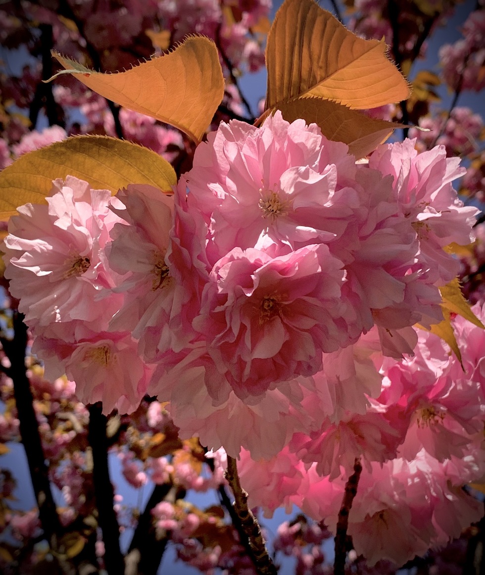 Pink explosion 