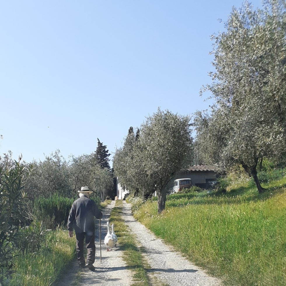 liberi