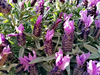 Vita sul balcone