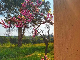 La primavera non lo sa cosa sta accadendo e...sboccia