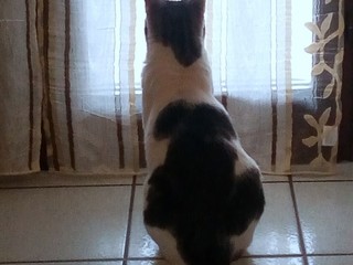 "io resto a casa!"