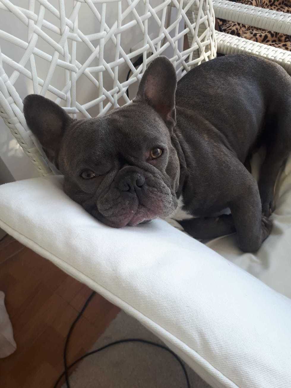 Ettore resta a casa 