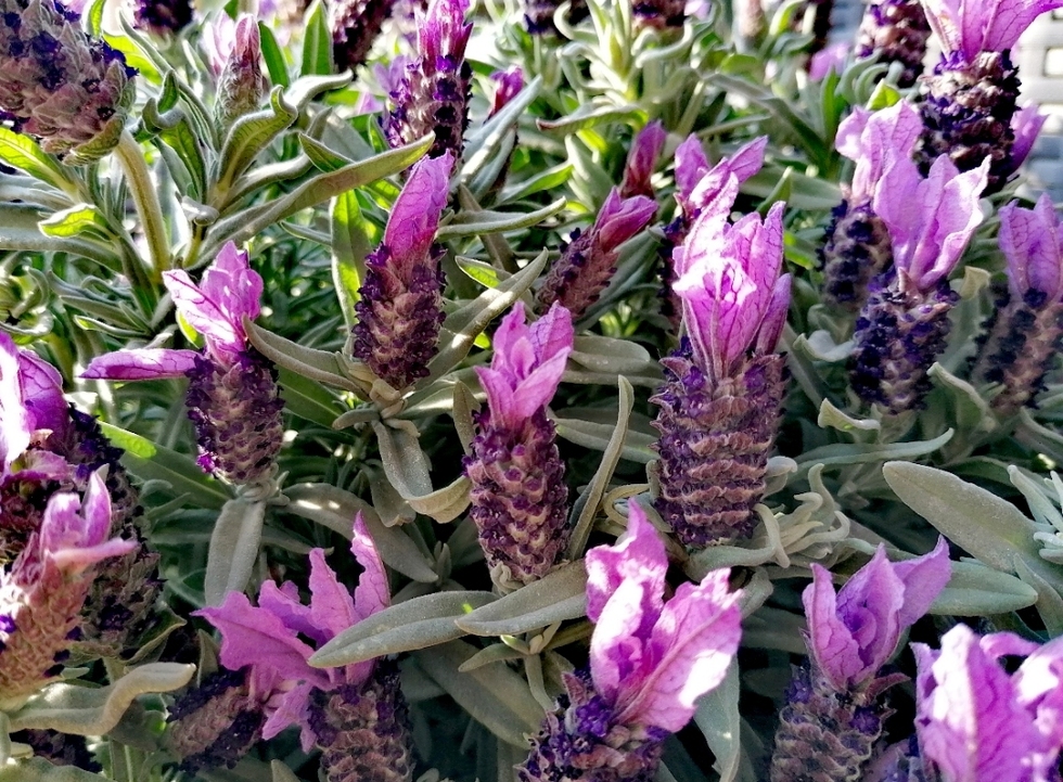 Vita sul balcone