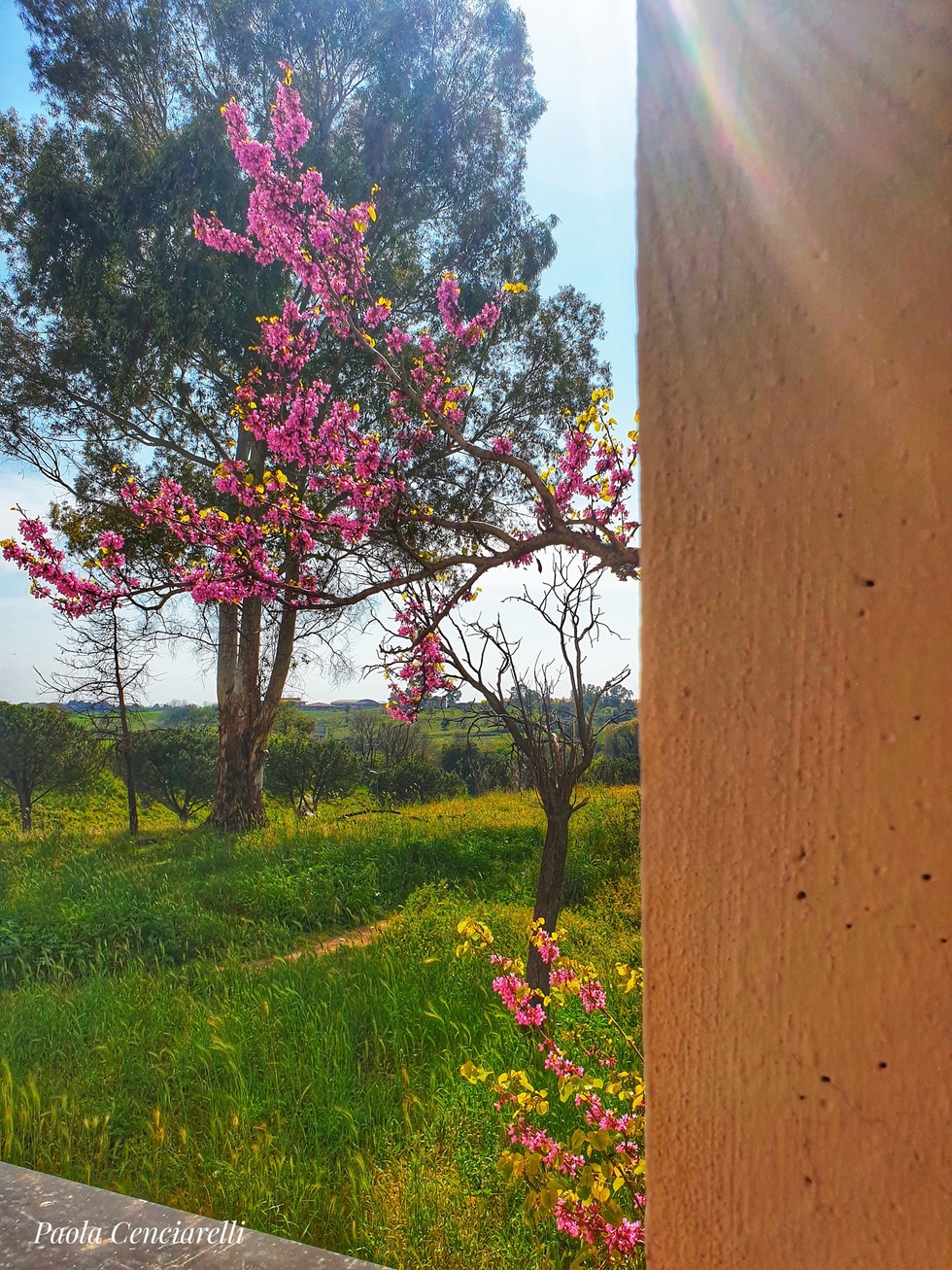 La primavera non lo sa cosa sta accadendo e...sboccia