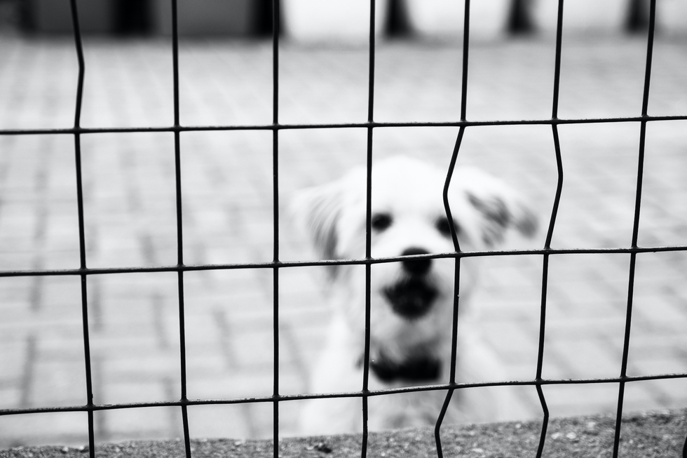 attenti al cane