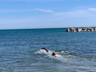 Nuotata con la cucciola AIKA,labrador di 5 mesi in addestramento per diventare unita� cinofila da salvataggio
