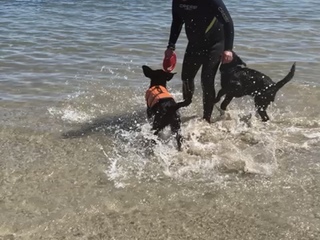Giochi in riva al mare con i cuccioli