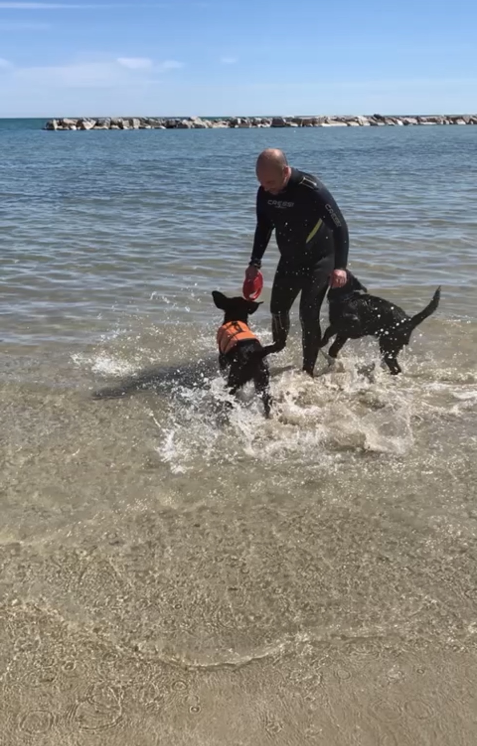 Giochi in riva al mare con i cuccioli