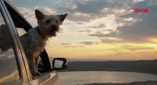 Viaggio in auto con il cane, la guida per spostarsi in sicurezza: tutto quello che c'&egrave; da sapere