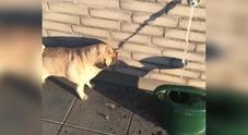 Questo carlino ha sete ma invece dell'acqua cerca di bere l'ombra