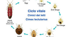 Disinfestazione Cimici dei Letti Roma Professionale