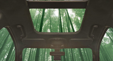 Ford sperimenta il bambù per componenti auto, il materiale testato in combinazione con la plastica