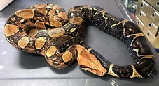 Trovato un serpente gatto nel porto di Genova. L'esperto: «Specie alloctona  in Italia, il suo veleno è blando»