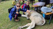 Perugia, bambina di 8 anni lancia appello: «Al mio compleanno cibo per i  randagi».