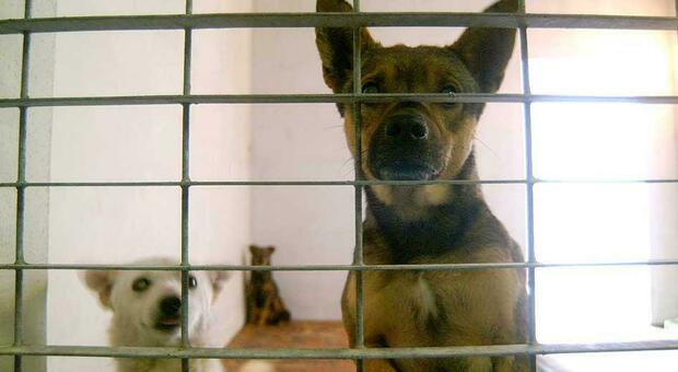 Maltrattamenti e pensione abusiva per cani: due denunce