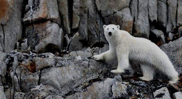 Stati Uniti, salvi orsi e caribù: Biden sospende perforazioni petrolifere nel parco dell'Artico