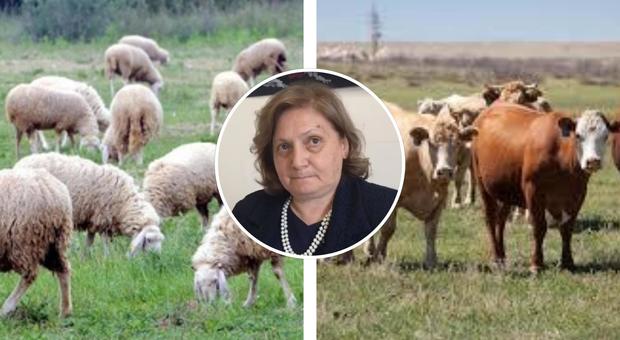 Pecore per tosare l'erba a Roma, l'assessora Montanari: «Se è troppo alta, useremo le mucche»