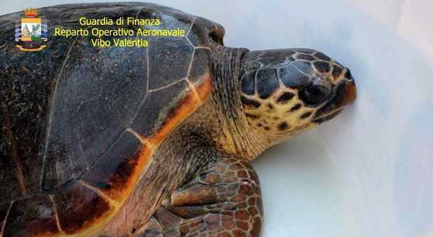 Tartaruga Caretta Caretta salvata dalla Guardia di Finanza: era piena di plastica nello stomaco
