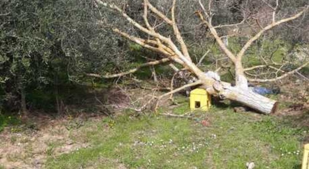 Taglia l'albero con il vento forte: operaio di 58 anni morto schiacciato